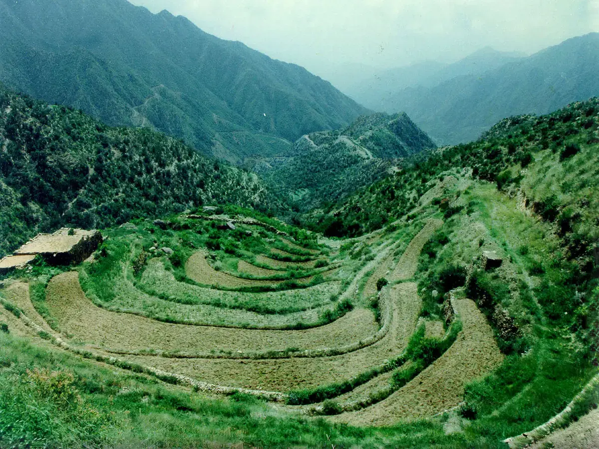 الزراعة