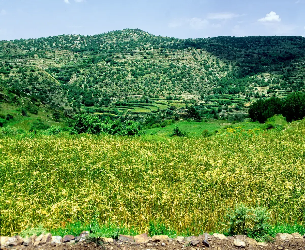 الزراعة